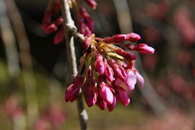 Prunus subhirtella 'Pendula' - višeň chloupkatá - pupeny květů